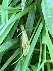 Agriphila