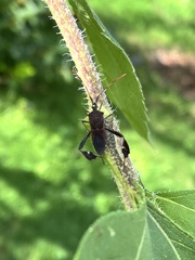 Leptoglossus phyllopus