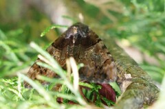 Catocala muliercula