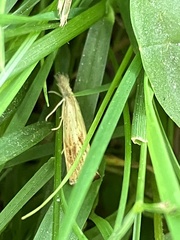 Agriphila
