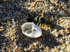 Bembecinus hungaricus