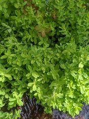 Hypericum ellipticum