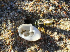 Bembecinus hungaricus