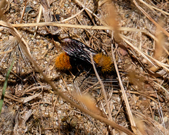Dasymutilla californica