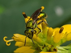 Augochlora pura