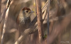 Thamnophilus ruficapillus