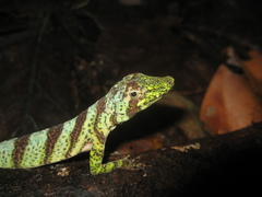 Anolis transversalis