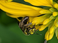 Augochlora pura