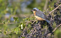 Pipraeidea melanonota