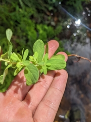 Hypericum ellipticum