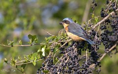 Pipraeidea melanonota