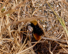 Dasymutilla californica