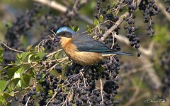 Pipraeidea melanonota