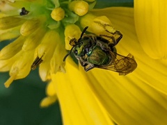 Augochlora pura