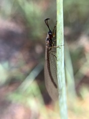 Myrmeleon