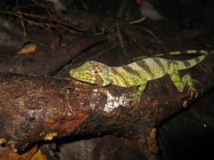 Anolis transversalis