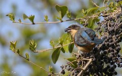 Pipraeidea melanonota