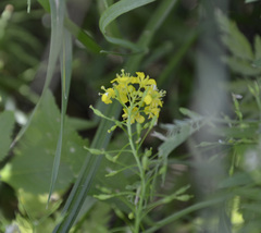 Rorippa austriaca