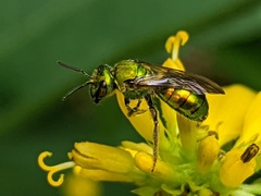 Augochlora pura
