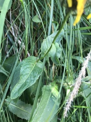 Crepis pyrenaica