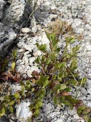 Arctostaphylos uva-ursi
