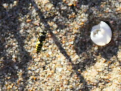 Bembecinus hungaricus