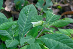 Lycianthes acapulcensis