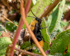Dasymutilla californica