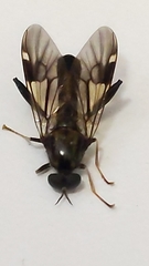 Exaireta spinigera