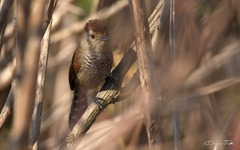 Thamnophilus ruficapillus