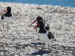 Haematopus palliatus