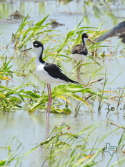 Himantopus mexicanus
