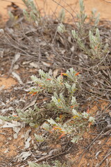Eremophila glabra