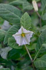 Lycianthes acapulcensis