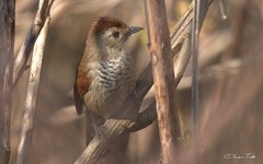 Thamnophilus ruficapillus