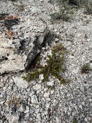 Arctostaphylos uva-ursi