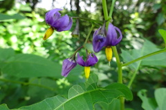 Solanum dulcamara