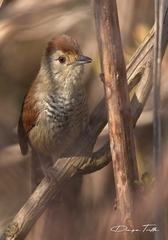 Thamnophilus ruficapillus