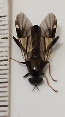 Exaireta spinigera