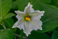 Lycianthes acapulcensis