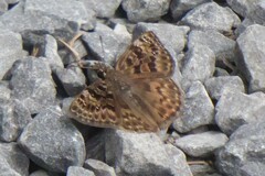 Erynnis martialis