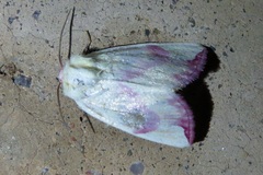 Thurberiphaga diffusa