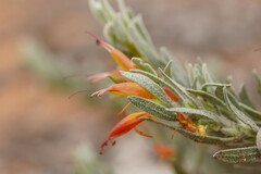 Eremophila glabra