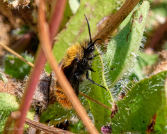Dasymutilla californica