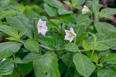 Lycianthes acapulcensis