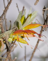 Eremophila glabra