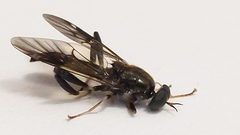 Exaireta spinigera