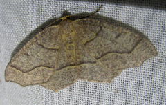 Lambdina fiscellaria