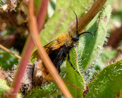 Dasymutilla californica