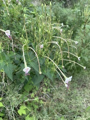 Mirabilis longiflora